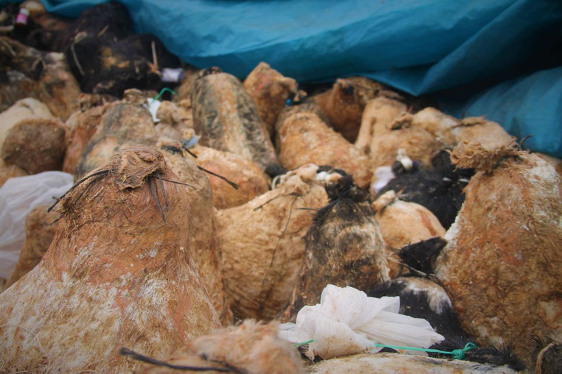 Bekçi nöbet tuttu! Konya'da 150 gün mağarada bekletildi: 80 TL'ye satılıyor - Resim: 1