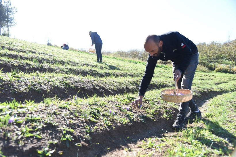 Gram gram satılıyor! Kilosu 30 bin-70 bin arasında değişiyor - Resim: 2