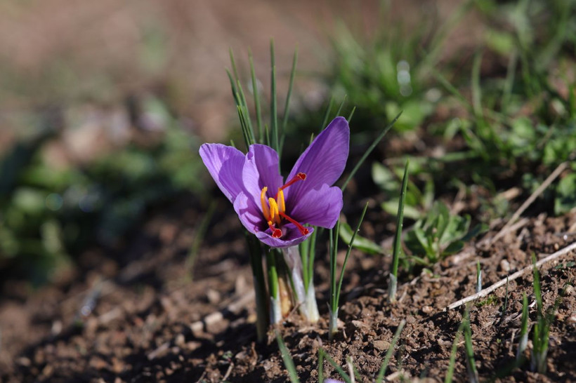 Gram gram satılıyor! Kilosu 30 bin-70 bin arasında değişiyor - Resim: 3