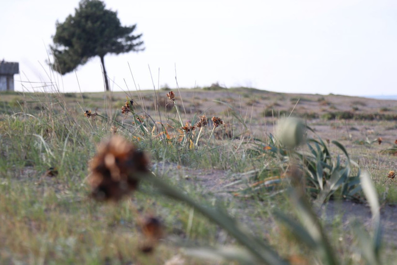 Bu çiçeği kopartmak yürek ister! 80 bin lira cezası var - Resim: 1