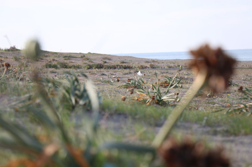 Bu çiçeği kopartmak yürek ister! 80 bin lira cezası var - Resim: 2