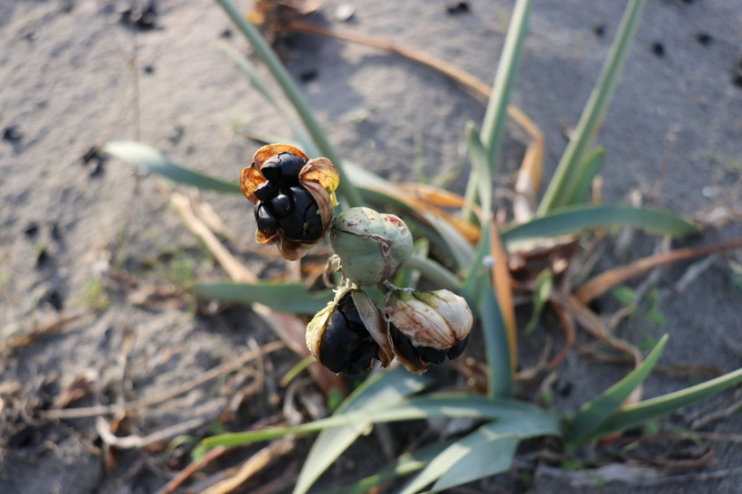 Bu çiçeği kopartmak yürek ister! 80 bin lira cezası var - Resim: 3