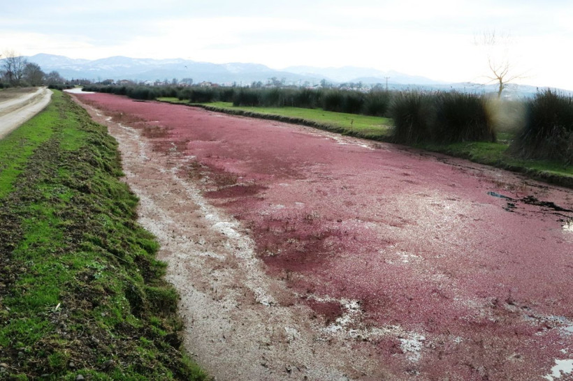 Eğrelti otuyla kızıla bürünen Kızılırmak Deltası'ndan eşsiz görüntüler - Resim: 1