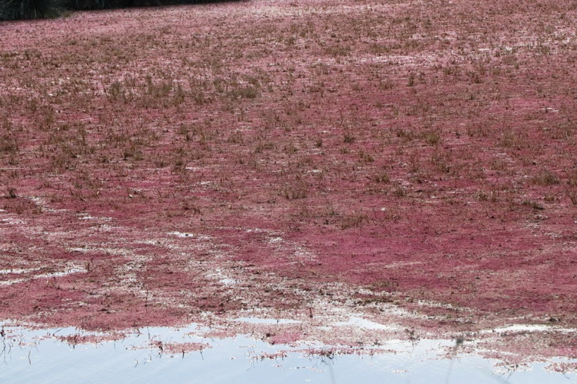 Eğrelti otuyla kızıla bürünen Kızılırmak Deltası'ndan eşsiz görüntüler - Resim: 2