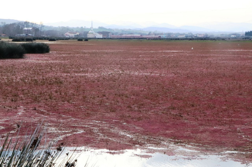 Eğrelti otuyla kızıla bürünen Kızılırmak Deltası'ndan eşsiz görüntüler - Resim: 3
