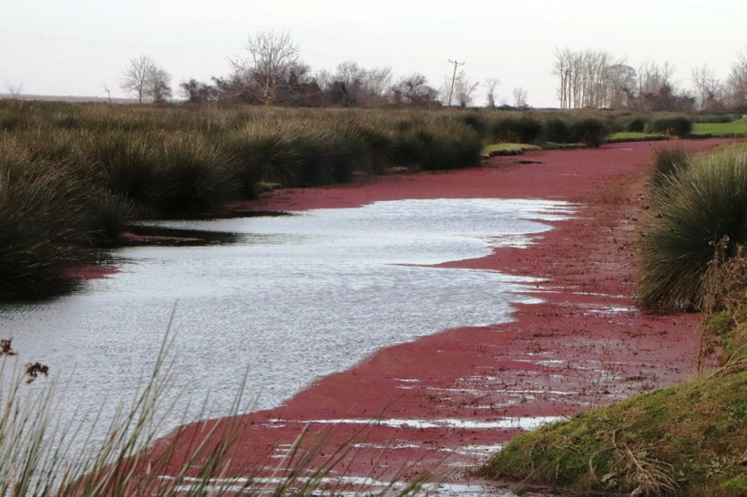 Eğrelti otuyla kızıla bürünen Kızılırmak Deltası'ndan eşsiz görüntüler - Resim: 4