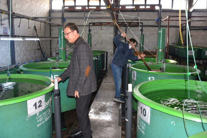 Ege Bölgesi'ndeki çiftliklerde yetiştirilen levreklerde ölümcül bir hastalık türü saptandı - Resim: 1