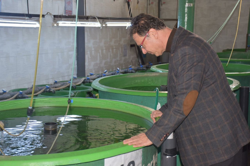 Ege Bölgesi'ndeki çiftliklerde yetiştirilen levreklerde ölümcül bir hastalık türü saptandı - Resim: 2