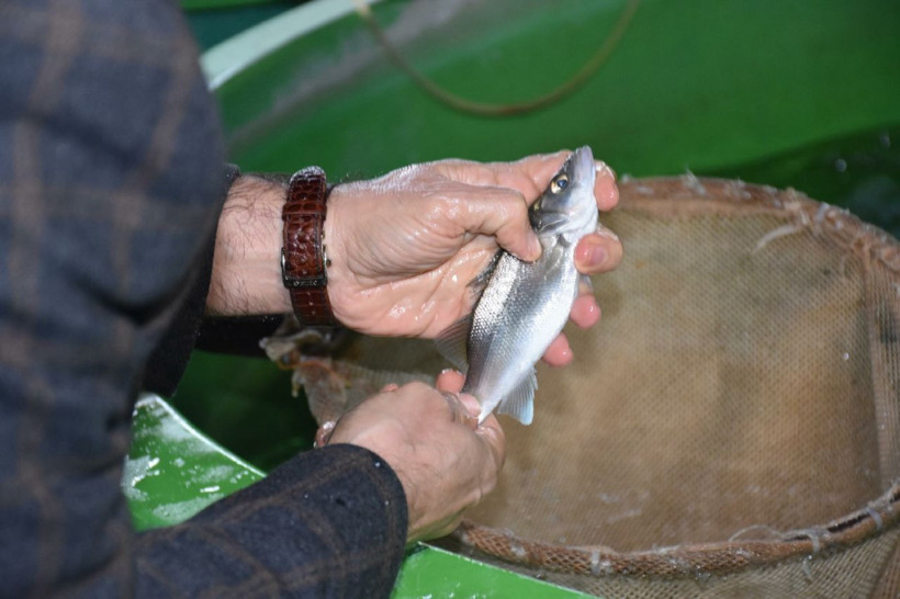 Ege Bölgesi'ndeki çiftliklerde yetiştirilen levreklerde ölümcül bir hastalık türü saptandı - Resim: 3