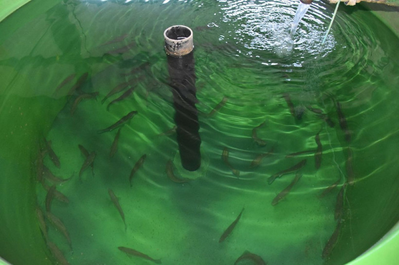 Ege Bölgesi'ndeki çiftliklerde yetiştirilen levreklerde ölümcül bir hastalık türü saptandı - Resim: 4