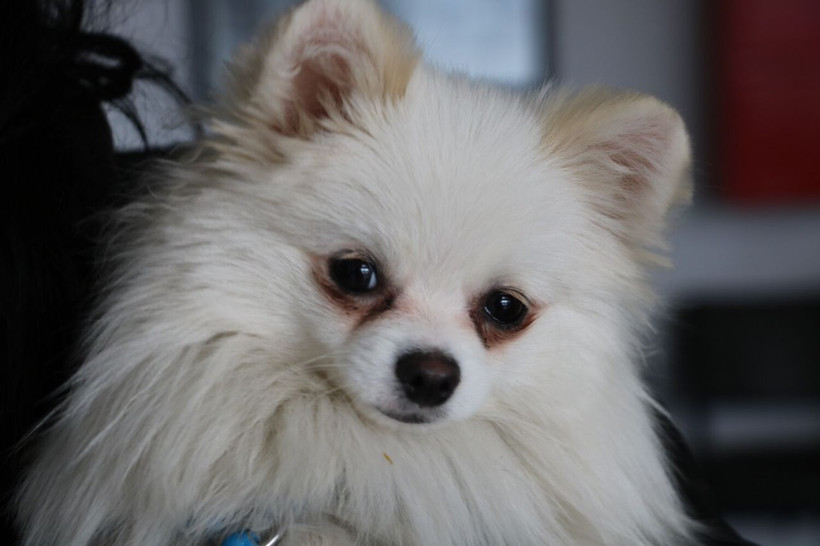 Baba ve kız Ukrayna'daki savaştan Türkiye'ye kaçtı! Anne bakın neden gelmemiş - Resim: 3