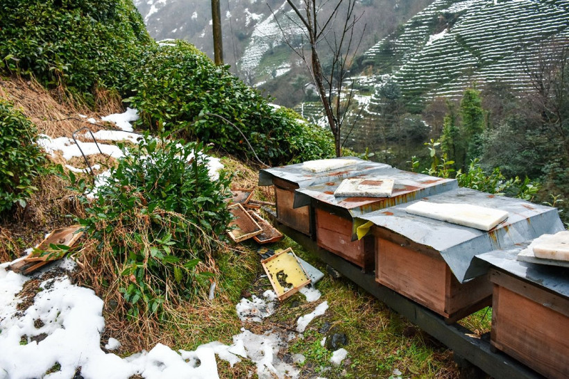 Rize'de kış uykusundan erken uyanan ayılar aç kalınca köye inip talan etti - Resim: 2