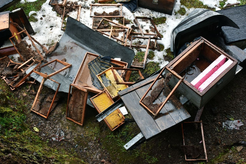 Rize'de kış uykusundan erken uyanan ayılar aç kalınca köye inip talan etti - Resim: 3