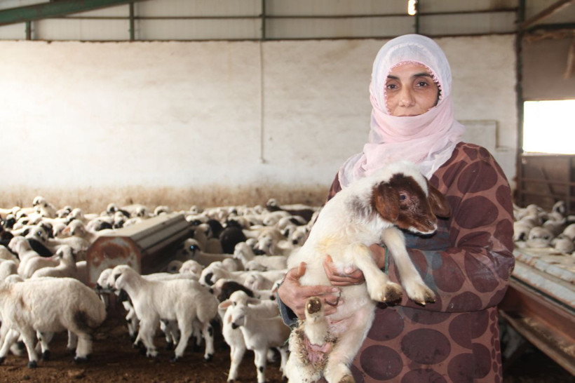 Devletten destek alıp köye yerleşen 3 çocuk annesi kadının şimdi 300 koyunu ve koskoca bir çiftliği var - Resim: 2