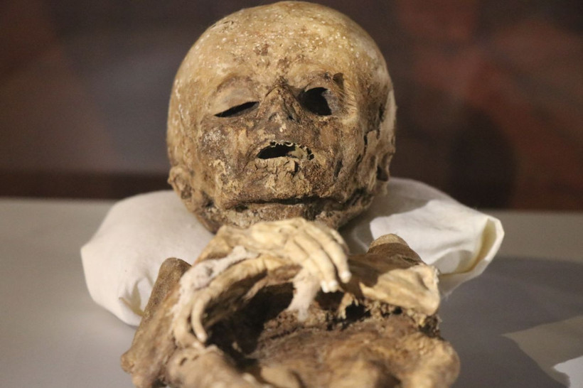 Mısır'da değil Türkiye'de bulundu! Tam 13 tane gören gözlerine inanamıyor - Resim: 2