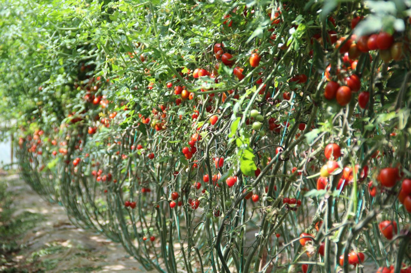 3 gün önce 25 liraydı bugün 13 lira oldu! Domates patlıcak biber fiyatlarında indirim şahane - Resim: 2