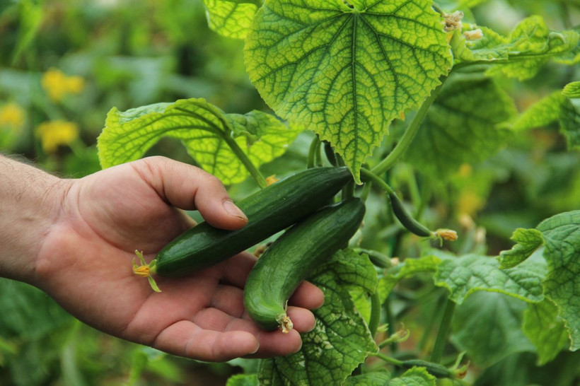 3 gün önce 25 liraydı bugün 13 lira oldu! Domates patlıcak biber fiyatlarında indirim şahane - Resim: 4