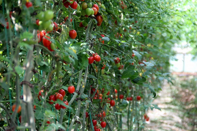 1 kilo domatesten kim ne kadar para kazanıyor? Tarlada 10 lira iken markette nasıl 25 lira oluyor? - Resim: 1