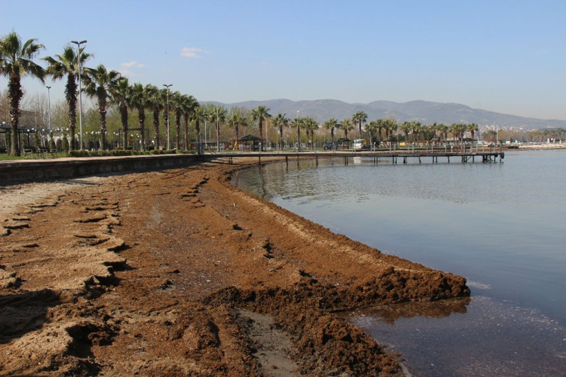 Kocaeli'de çileden çıkaran koku! Tonlarcası sahile vurdu - Resim: 1