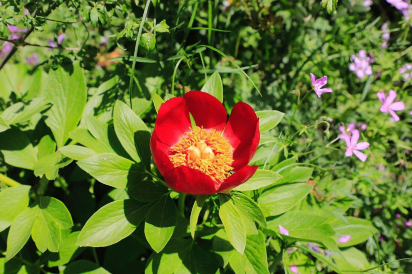 İstanbul'da nadiren yetişiyor ayı gülünü koparmanın cezası bir araba parası - Resim: 1
