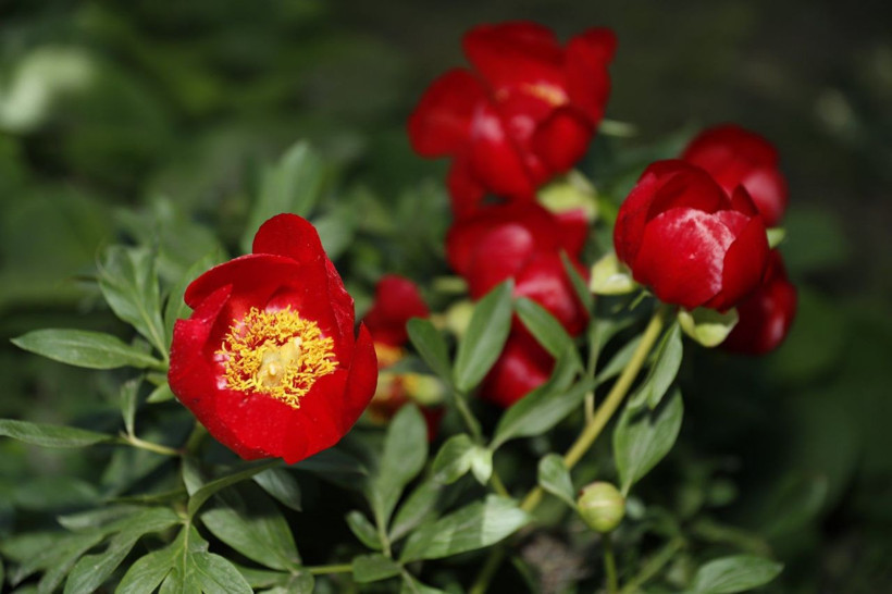 İstanbul'da nadiren yetişiyor ayı gülünü koparmanın cezası bir araba parası - Resim: 2