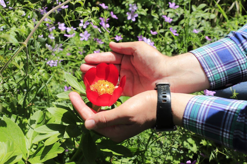 İstanbul'da nadiren yetişiyor ayı gülünü koparmanın cezası bir araba parası - Resim: 3