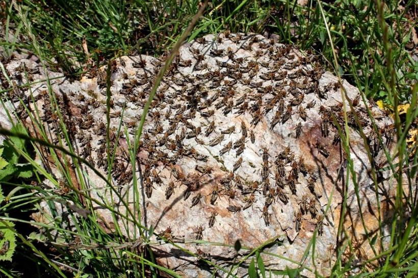 Çiftçilerin korkulu rüyası! Tarım arazilerini istila ettiler salgına neden oluyor - Resim: 1