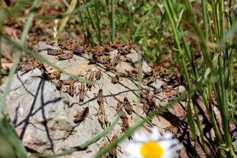 Çiftçilerin korkulu rüyası! Tarım arazilerini istila ettiler salgına neden oluyor - Resim: 2