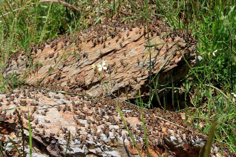 Çiftçilerin korkulu rüyası gerçek oldu! Binlercesi ekili arazileri işgal etti - Resim: 4