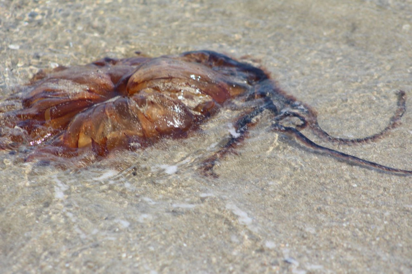 Korkulan oldu Marmara'da görüldü "Sakın dokunmayın" - Resim: 3