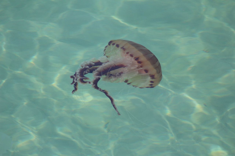 Korkulan oldu Marmara'da görüldü "Sakın dokunmayın" - Resim: 1