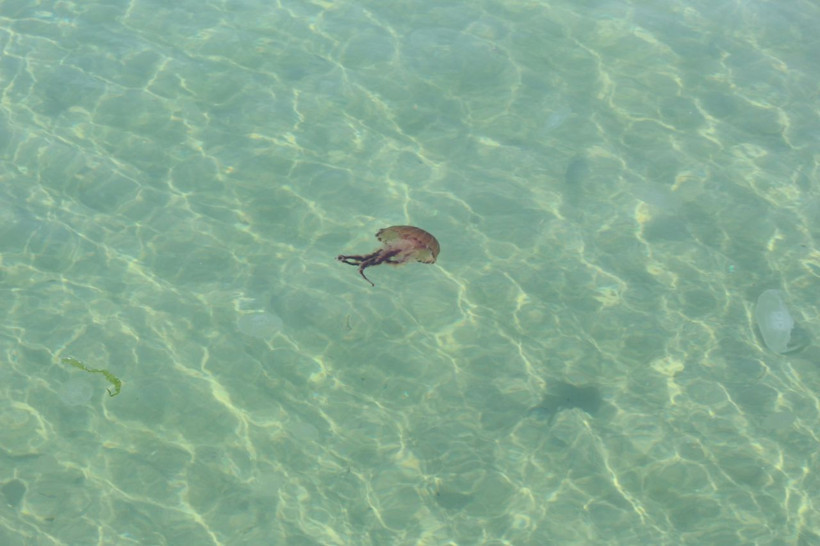 Korkulan oldu Marmara'da görüldü "Sakın dokunmayın" - Resim: 2