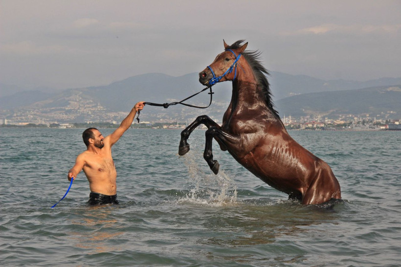 Gören şaşkına dönüyor! İşe atla gidiyor sokakları onunla turluyor - Resim: 3