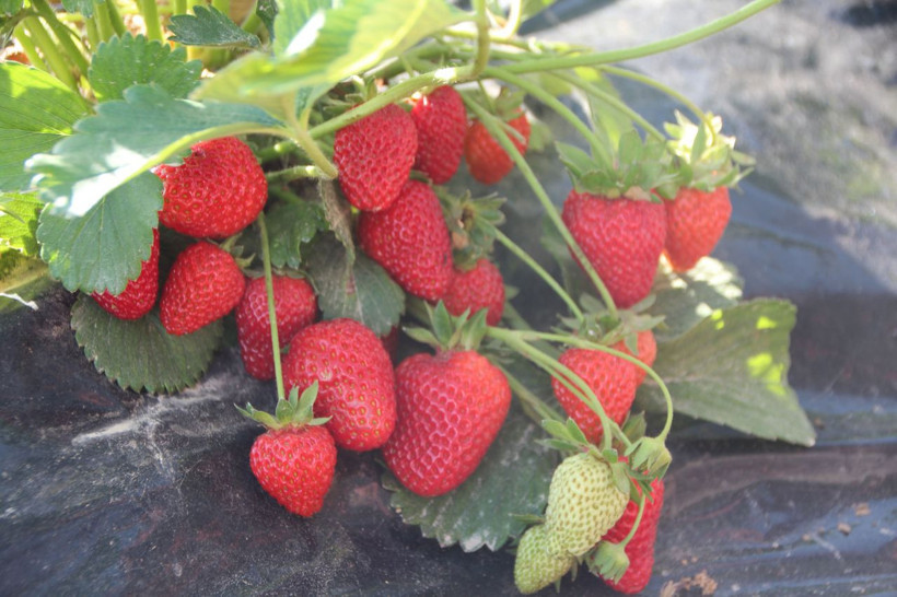 Hobi olarak başladı şimdi paraya para demiyor - Resim: 1