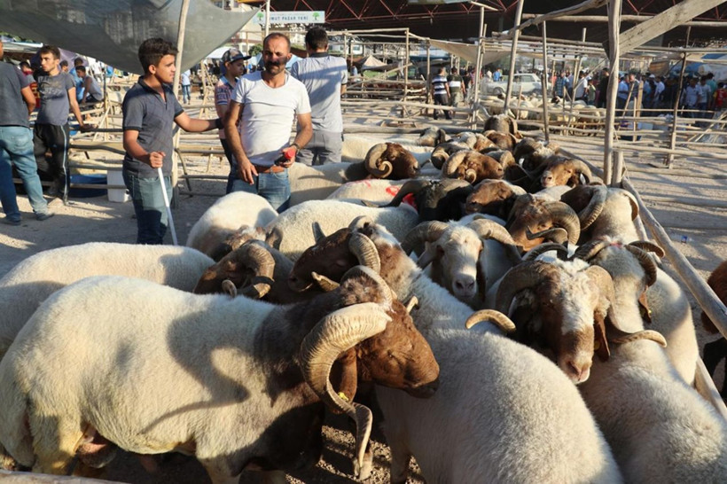Pazarlar kuruldu, satışlar başladı! Kurbanlık alırken nelere dikkat edilmeli? - Resim: 2