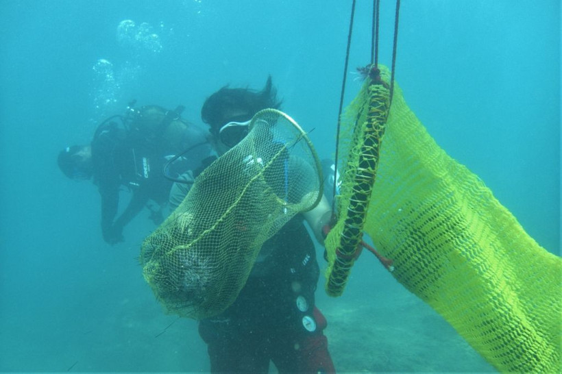 Tatile gidenlerin yeni belası Akdeniz'de zehirli deniz kestanesi paniği! Temizlendikçe artıyor - Resim: 3