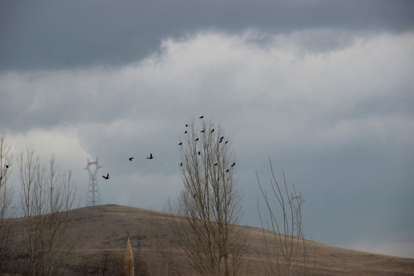 Erzurum'un köyünde uykular kaçtı kargalar istila etti! Tarlalara dadandılar son çare... - Resim: 3
