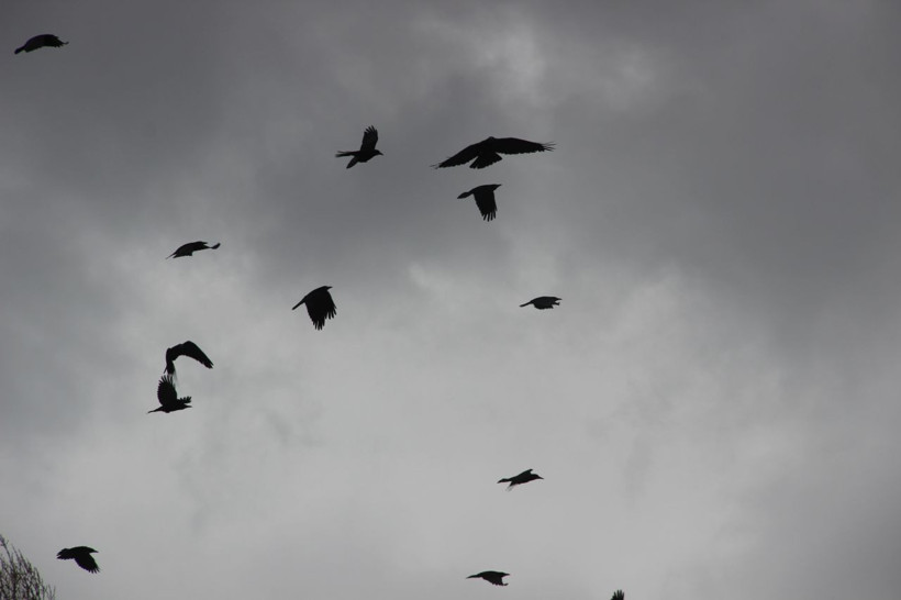Erzurum'un köyünde uykular kaçtı kargalar istila etti! Tarlalara dadandılar son çare... - Resim: 4