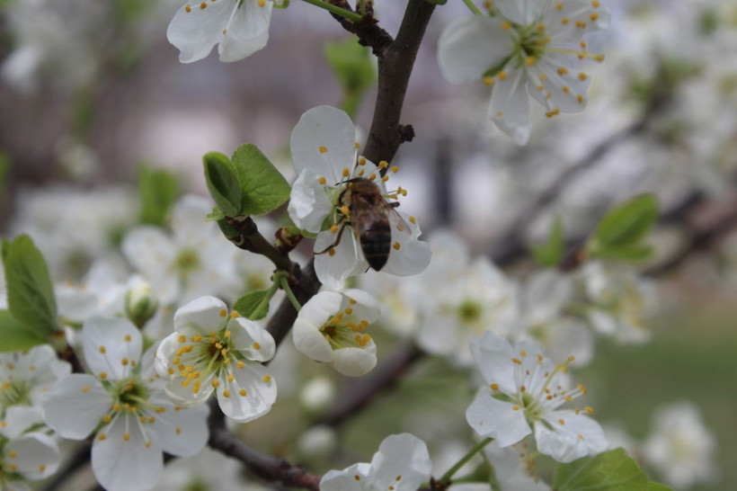 Iğdır'da kış ve ilkbahar bir arada yaşanıyor - Resim: 3