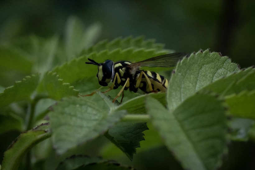 ODTÜ kampüsünden muhteşem görüntüler! - Resim: 1