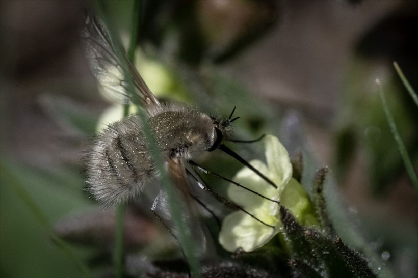 ODTÜ kampüsünden muhteşem görüntüler! - Resim: 3