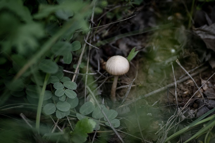 ODTÜ kampüsünden muhteşem görüntüler! - Resim: 4