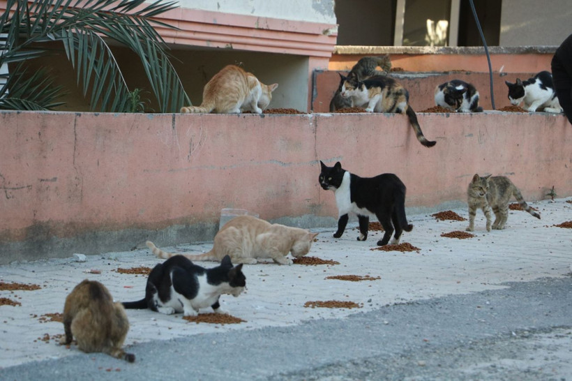 'Gürcü anne' enkaz kentte herkesin yapamadığını yapıyor! Gelin olarak geldi, şimdi her ay... - Resim: 4