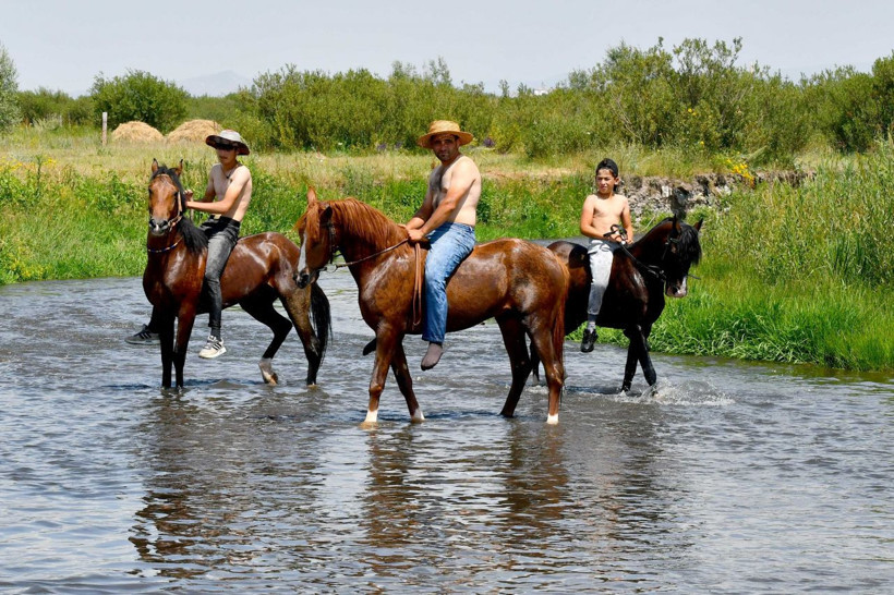 Kars'ta sıcaktan bunalan atlar derede serinletiliyor! - Resim: 4
