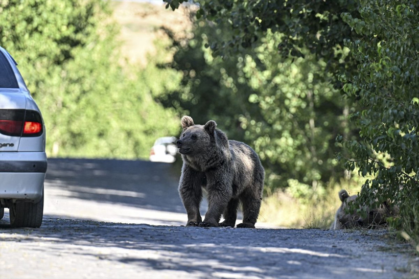 Nemrut Krater Gölü'ne giderken bir anda karşılarına boz ayı çıktı! O anlar böyle görüntülendi - Resim: 1