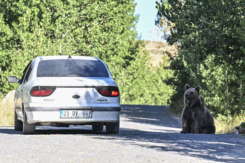 Nemrut Krater Gölü'ne giderken bir anda karşılarına boz ayı çıktı! O anlar böyle görüntülendi - Resim: 2