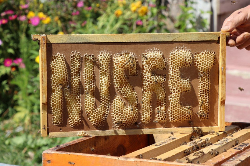 Erzurum'da bal üreticisi arılarına yazı yazmayı öğretti görenler şaşkına dönüyor - Resim: 3