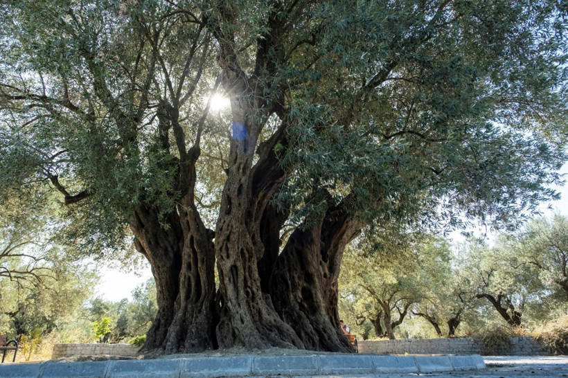 Bin 600 yıllık ağaç meyve vermeye devam ediyor! - Resim: 2