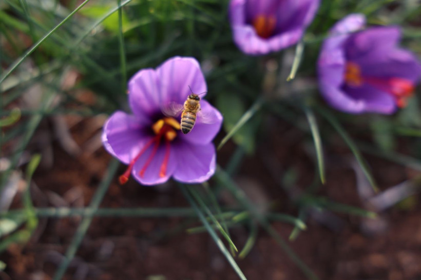 Denemek için başlamıştı, kilosu 200 bin TL'ye satılıyor! - Resim: 3