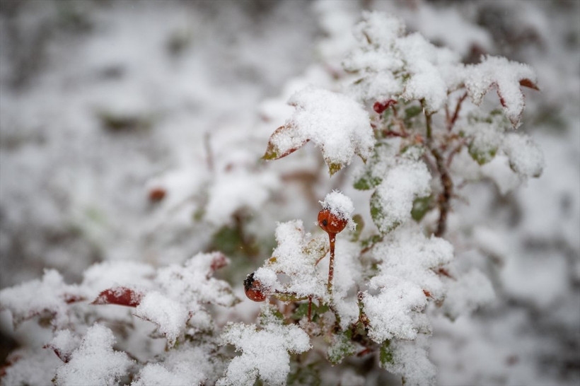 Kar yağışı Ankara, Samsun, Ordu, Amasya ve Tokat'ta 10 santimi aşacak don vuracak - Resim: 3